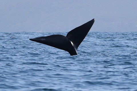 3 Hour Winter Whale Safari (May - Oct) Around King George Sound - Accommodation Bookings 1