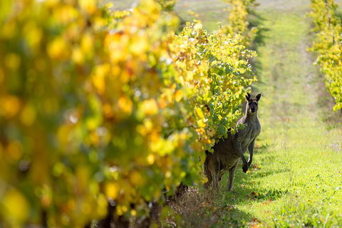 Full-Day Winery And Brewery Tour In Margaret River With Lunch - Accommodation Bookings 6