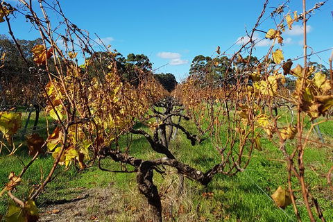 5 Hours Wineries, Coffee Tasting, Forest & Lunch At The Berry Farm - Accommodation Bookings 15