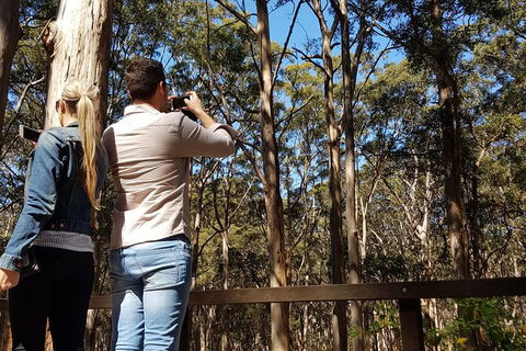 5 Hours Wineries, Coffee Tasting, Forest & Lunch At The Berry Farm - Accommodation Bookings 9