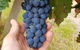5 Hours Wineries, Coffee Tasting, Forest & Lunch At The Berry Farm - thumb 18