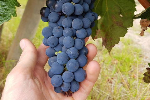 5 Hours Wineries, Coffee Tasting, Forest & Lunch At The Berry Farm - Accommodation Bookings 18