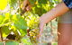 5 Hours Wineries, Coffee Tasting, Forest & Lunch At The Berry Farm - thumb 3