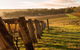 5 Hours Wineries, Coffee Tasting, Forest & Lunch At The Berry Farm - thumb 19