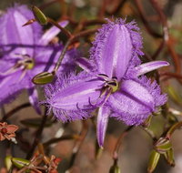 Wildflower Photographic Day Trip from Perth - Accommodation Bookings