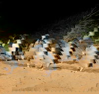 Phillip Island Penguin Parade Express Tour from Melbourne - Accommodation Bookings