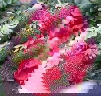 Mornington Peninsula including Strawberry Farm Day Tour from Melbourne - Accommodation Bookings