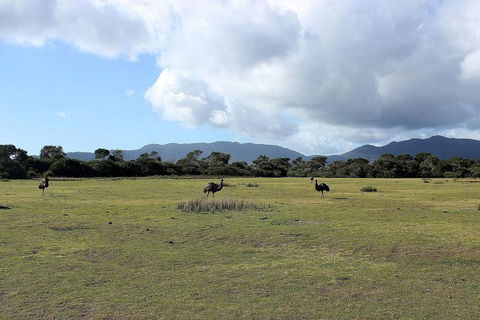 Wilsons Promontory Walking And Sightseeing Tour From Phillip Island - Accommodation Bookings 8