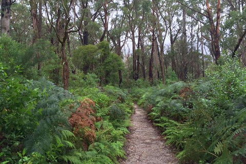 Wilsons Promontory Walking And Sightseeing Tour From Phillip Island - Accommodation Bookings 6