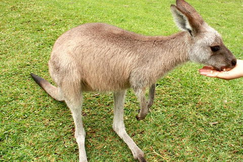 2 Day Exclusively Private Tour Of Phillip Island & The Penguin Parade - Accommodation Bookings 0