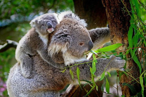 2 Day Exclusively Private Tour Of Phillip Island & The Penguin Parade - Accommodation Bookings 4