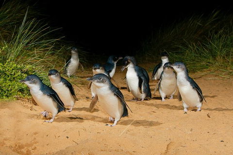 2 Day Exclusively Private Tour Of Phillip Island & The Penguin Parade - Accommodation Bookings 7