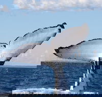 Phillip Island Whale Watching Tour - Accommodation Bookings
