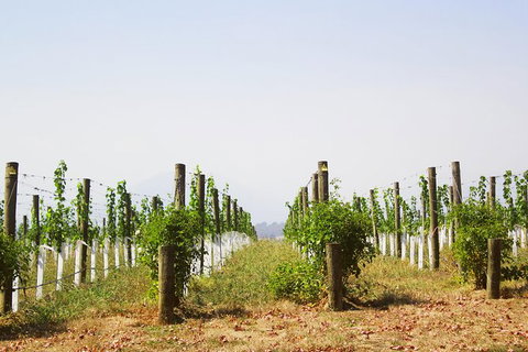 Private Tour: Yarra Valley Wineries With Wine Tastings - Accommodation Bookings 10