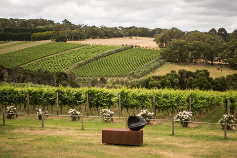 Montalto Vineyard: Mornington Peninsula Discovery Wine Tasting And Lunch - Accommodation Bookings 2