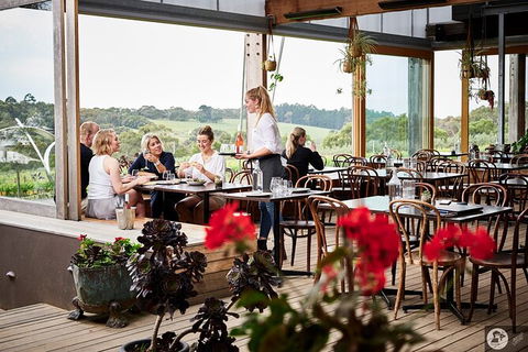 Montalto Vineyard: Mornington Peninsula Discovery Wine Tasting And Lunch - Accommodation Bookings 4