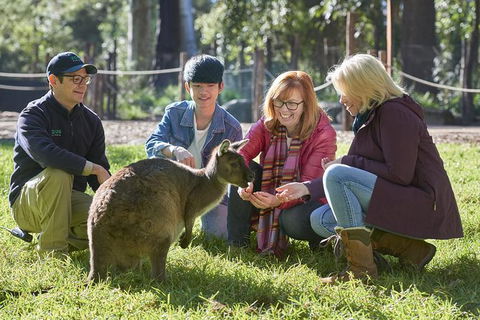 Australian Wildlife Experience At Healesville Sanctuary - Accommodation Bookings 0