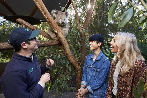 Australian Wildlife Experience At Healesville Sanctuary - Accommodation Bookings 1
