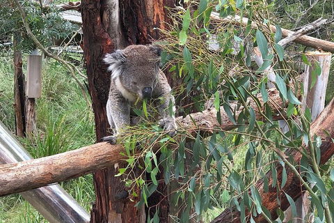 Day Tour Of Phillip Island, The Surrounding Region And Wine Tasting - Accommodation Bookings 10