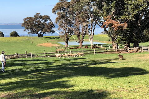 Day Tour Of Phillip Island, The Surrounding Region And Wine Tasting - Accommodation Bookings 13