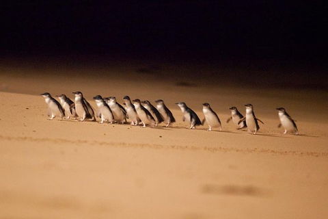 Melbourne Attractions Pass Including Melbourne Zoo, Hop-on Hop-off Bus And SEA LIFE Aquarium - Accommodation Bookings 9