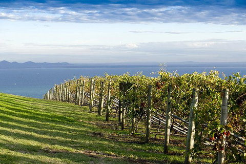 Around The Bay Food And Wine Taste Trail - Accommodation Bookings 5
