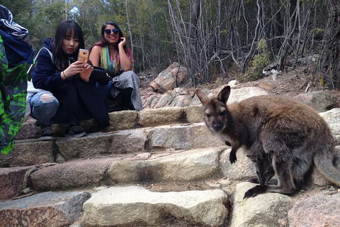 Wineglass Bay And Freycinet National Park Active Day Trip From Hobart - Accommodation Bookings 12