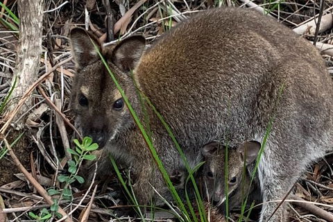 Wineglass Bay And Freycinet National Park Active Day Trip From Hobart - Accommodation Bookings 32