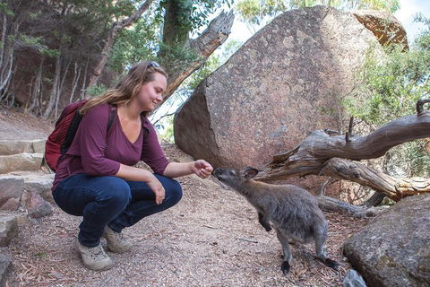 Wineglass Bay And Freycinet National Park Active Day Trip From Hobart - Accommodation Bookings 31