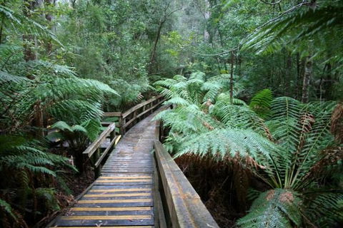 Small-group DayTour From Hobart: Hastings Caves, Huon Valley And Tahune AirWalk - Accommodation Bookings 0