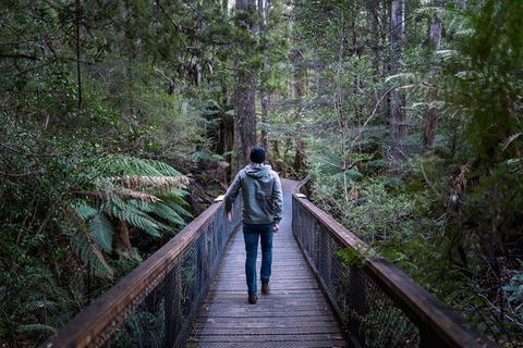 Small-group DayTour From Hobart: Hastings Caves, Huon Valley And Tahune AirWalk - Accommodation Bookings 11