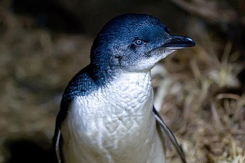 Bonnet Island Experience Departing From Strahan - Accommodation Bookings 0