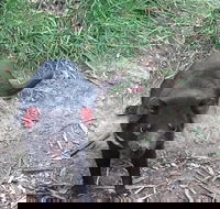 South East Food Sightseeing Private Tour with the Tasmanian Devil Unzoo - Accommodation Bookings