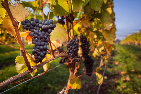 Tastes And Wines - Accommodation Bookings 0