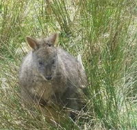Leven Canyon Day Trip Including Wings Wildlife Park or Gunns Plains Caves from Devonport Ulverstone or Burnie - Accommodation Bookings