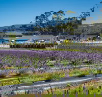 Private Tasman Peninsula Cruise Ship Tour from Port Arthur - Accommodation Bookings