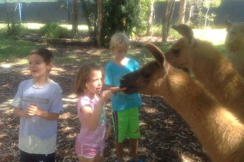 Unguided Family Llama Walk - Accommodation Bookings 0
