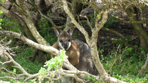 Kangaroo Island In A Day Tour From Adelaide - Accommodation Bookings 23