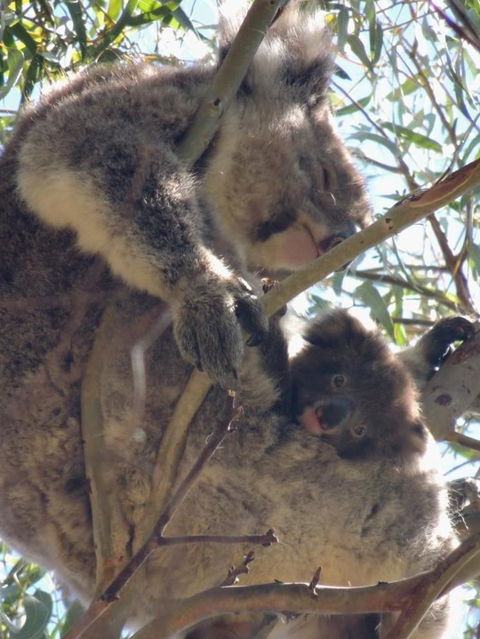Kangaroo Island In A Day Tour From Adelaide - Accommodation Bookings 16