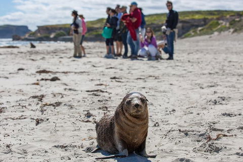 Kangaroo Island In A Day Tour From Adelaide - Accommodation Bookings 1