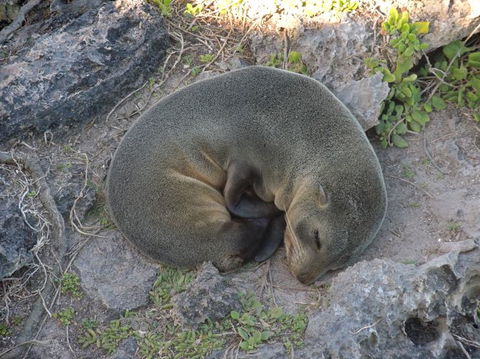 Kangaroo Island In A Day Tour From Adelaide - Accommodation Bookings 12