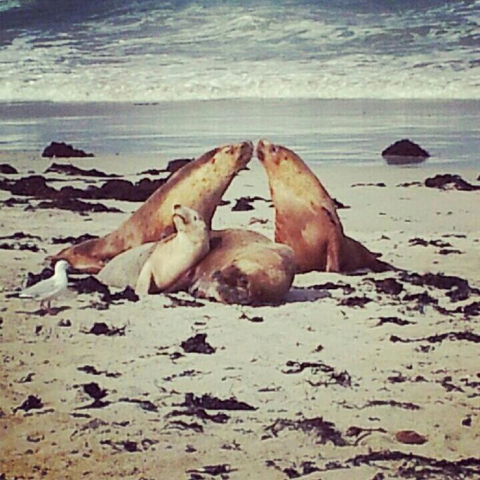 Kangaroo Island In A Day Tour From Adelaide - Accommodation Bookings 24
