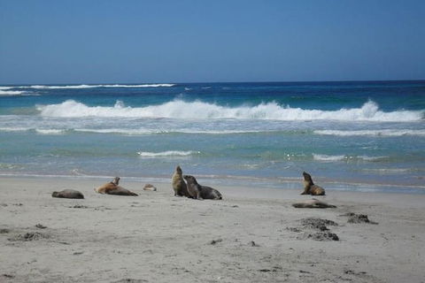 Kangaroo Island In A Day Tour From Adelaide - Accommodation Bookings 0