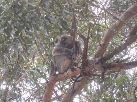 Kangaroo Island In A Day Tour From Adelaide - Accommodation Bookings 22