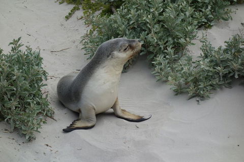 Kangaroo Island In A Day Tour From Adelaide - Accommodation Bookings 19