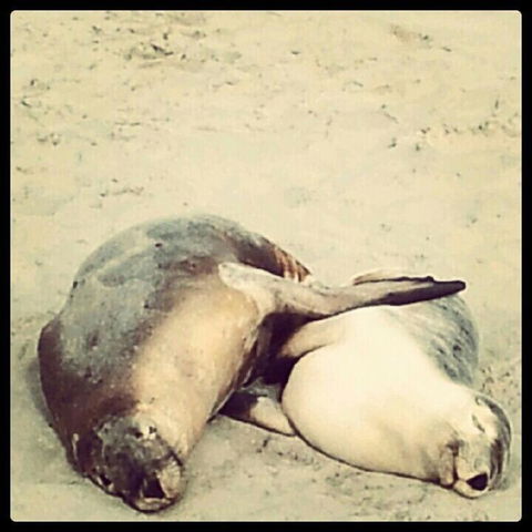 Kangaroo Island In A Day Tour From Adelaide - Accommodation Bookings 25