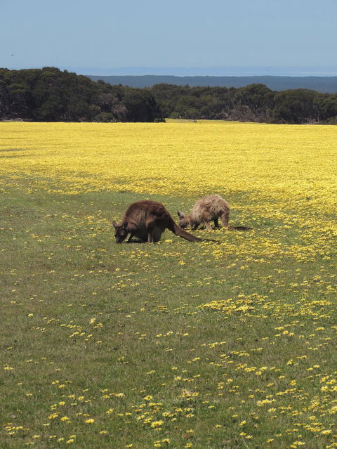 Kangaroo Island In A Day Tour From Adelaide - Accommodation Bookings 14