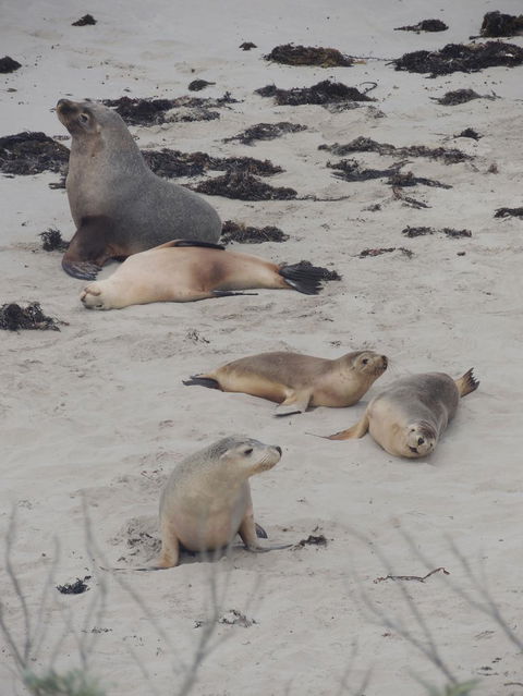 Kangaroo Island In A Day Tour From Adelaide - Accommodation Bookings 15
