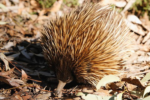 Kangaroo Island In A Day Tour From Adelaide - Accommodation Bookings 29