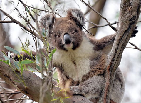 Kangaroo Island In A Day Tour From Adelaide - Accommodation Bookings 27